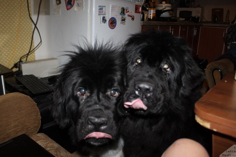 Фото: ньюфаундленд Искушение Моей Души (Iskushenie Moey Dushi), ньюфаундленд Топтыжка Сияние от Айсберга