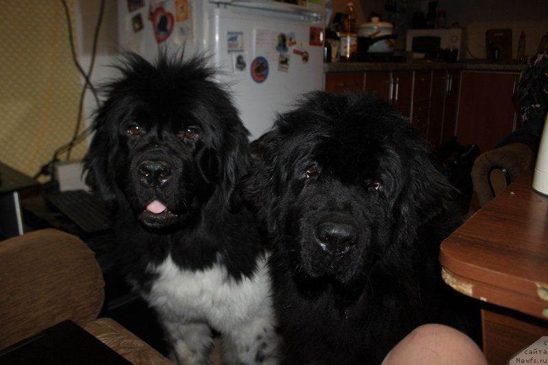 Фотография № 196865