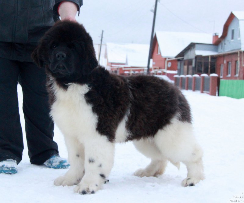 Фотография № 196869