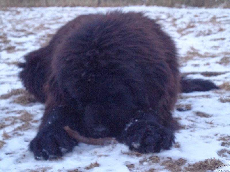 Фото: ньюфаундленд Супер Премиум Уолт Диснеу