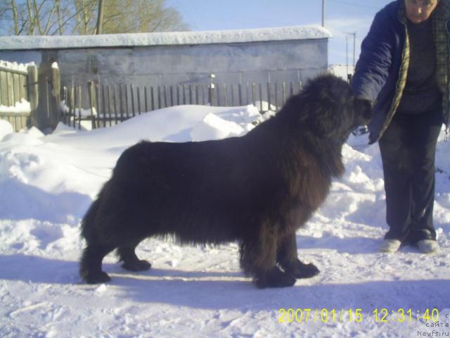 Фото: ньюфаундленд Чаровница из Медвежьего Яра (Charovnitsa   iz Medvejyego Yara)