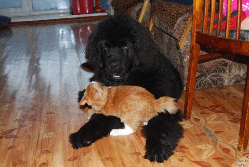 Фотография № 196905