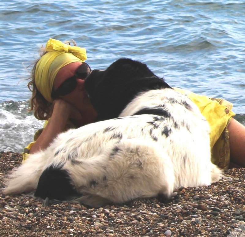 Фото: ньюфаундленд Сент Джонс Исида, Татьяна Засимычева