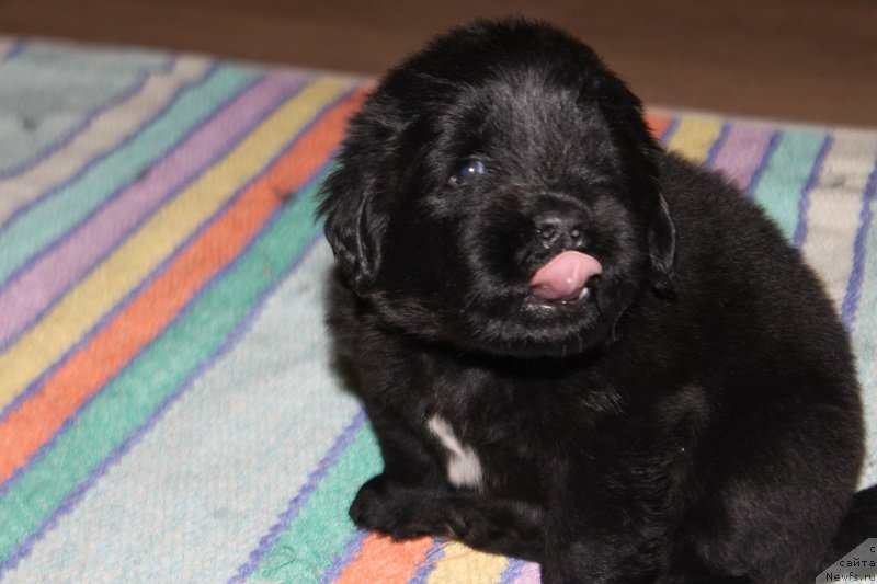 Фото: ньюфаундленд Супер Бизон Лилимэн (Super Bizon Liliman), ньюфаундленд Искушение Моей Души (Iskushenie Moey Dushi)
