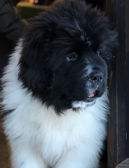 Фото: ньюфаундленд Злат Консталекс Ларгус