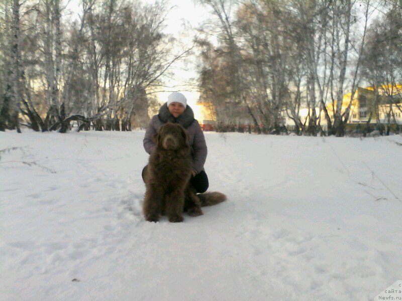Фото: ньюфаундленд Агат Желаний от Марлеон Дусвик, Оксана Конопельцева