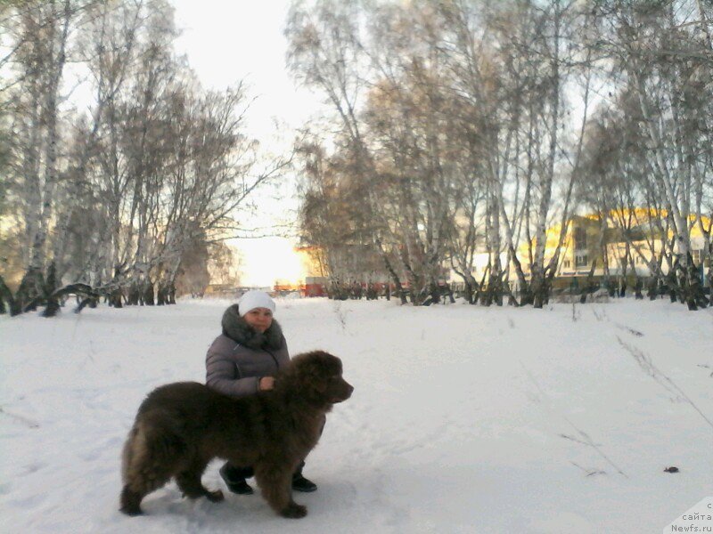 Фото: ньюфаундленд Агат Желаний от Марлеон Дусвик, Оксана Конопельцева