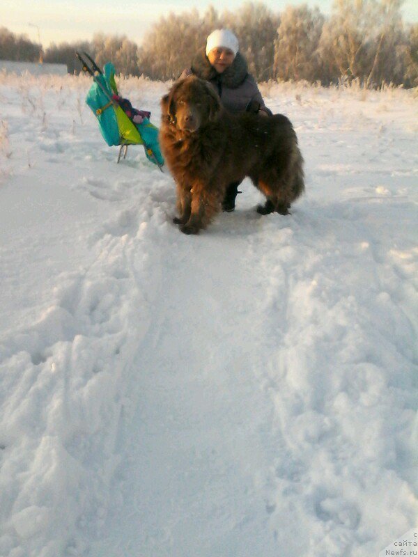 Фото: ньюфаундленд Агат Желаний от Марлеон Дусвик, Оксана Конопельцева
