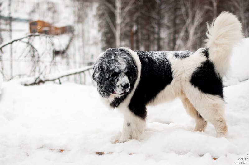 Фото: ньюфаундленд Флюфи Аваланч Сурпассинг Алл Експестатионс (Fluffy Avalanch Surpassing All Expektations)