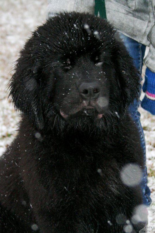 Фото: ньюфаундленд Черная Мафия А Кинд оф Магик (Chernaya Mafia А Kind of Magic)