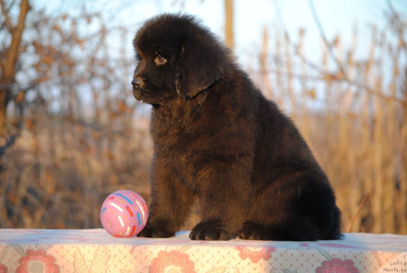 Фотография № 196957