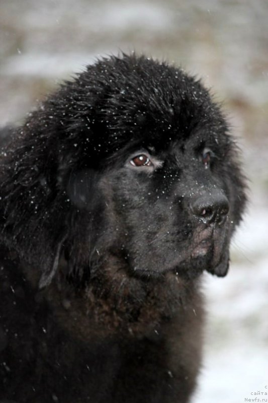 Фото: ньюфаундленд Черная Мафия Аттрактиве Повер (Chernaya Mafia Attractive Power)