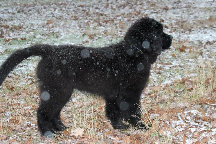 Фото: ньюфаундленд Черная Мафия Аттрактиве Повер (Chernaya Mafia Attractive Power)