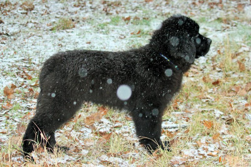 Фото: ньюфаундленд Черная Мафия Аттрактиве Повер (Chernaya Mafia Attractive Power)