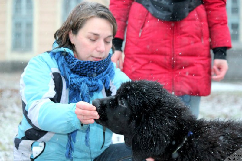 Фото: ньюфаундленд Черная Мафия Аттрактиве Повер (Chernaya Mafia Attractive Power), Ксения Семикова