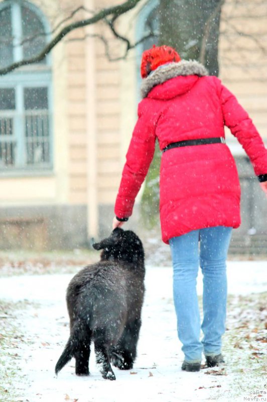 Фото: ньюфаундленд Черная Мафия Аттрактиве Повер (Chernaya Mafia Attractive Power), Екатерина Порошина