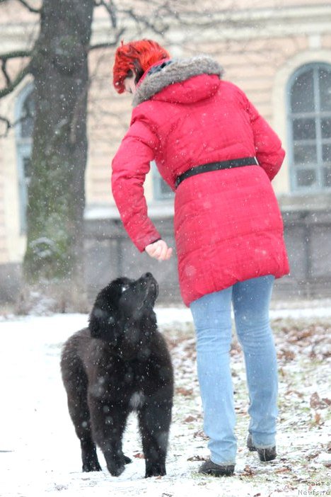 Фото: ньюфаундленд Черная Мафия Аттрактиве Повер (Chernaya Mafia Attractive Power), Екатерина Порошина