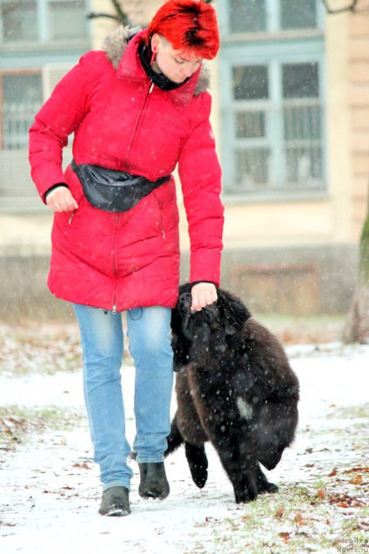 Фото: ньюфаундленд Черная Мафия Аттрактиве Повер (Chernaya Mafia Attractive Power), Екатерина Порошина