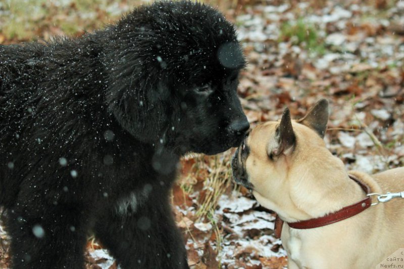 Фото: ньюфаундленд Черная Мафия Аттрактиве Повер (Chernaya Mafia Attractive Power)