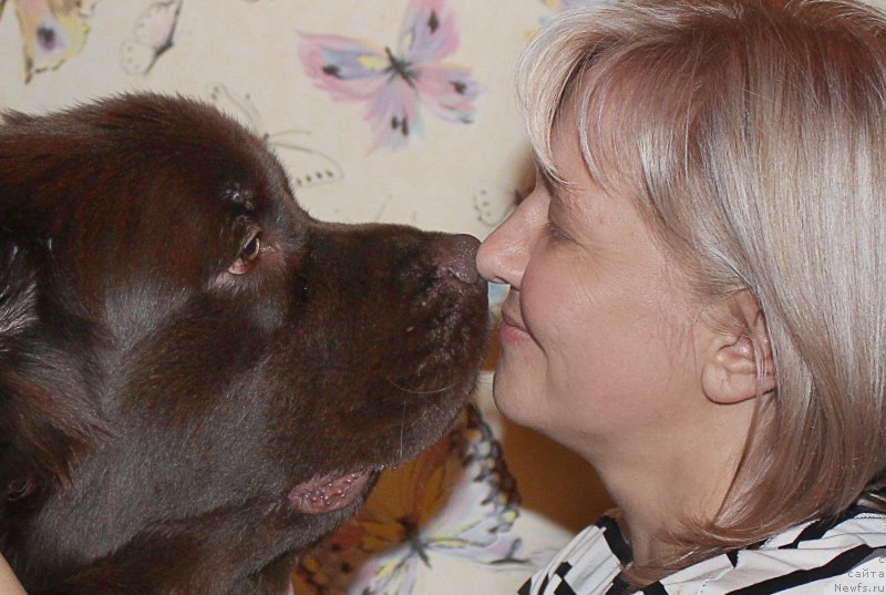 Фото: ньюфаундленд Наоми Таголири фор Браунблад (Naomi Tagoliri for Brouwnblood), Лена Зырина