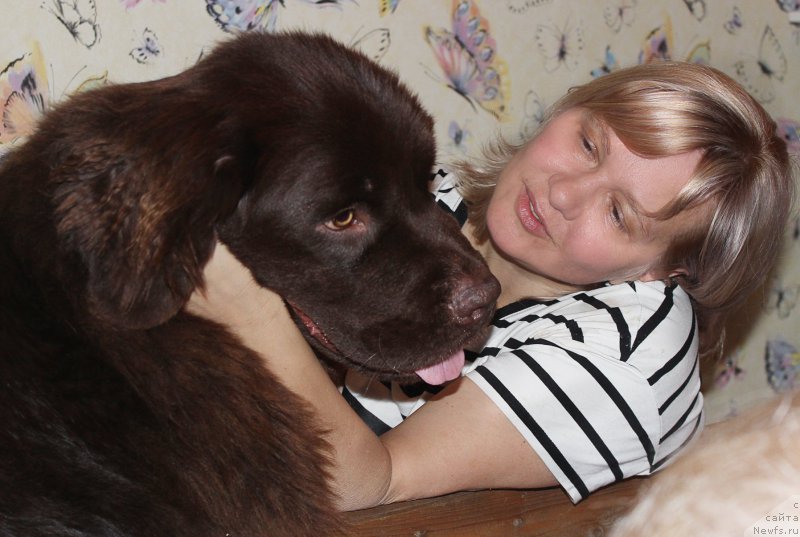 Фото: ньюфаундленд Наоми Таголири фор Браунблад (Naomi Tagoliri for Brouwnblood), Лена Зырина