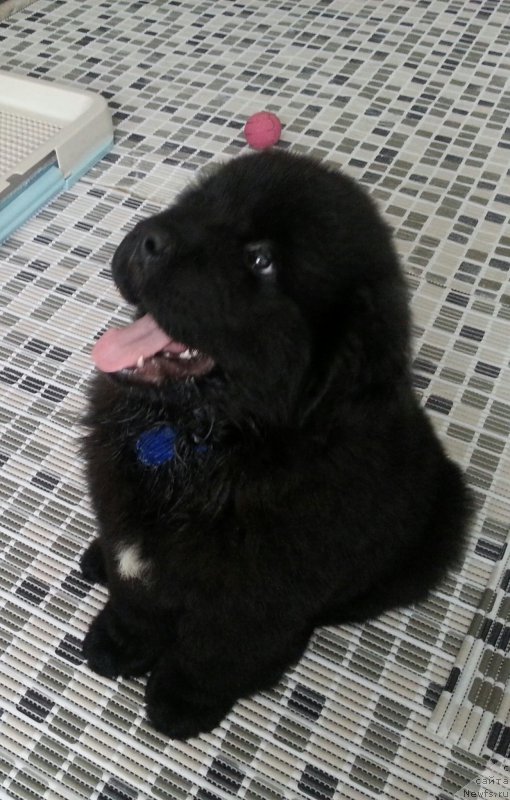 Фото: ньюфаундленд Рагнар Верный Друг