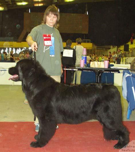 Фото: ньюфаундленд Хиллари Шарм, Наталия Снигирева