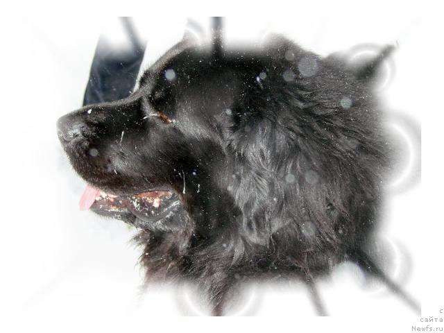 Фото: ньюфаундленд Оскар Трейси-Виктория