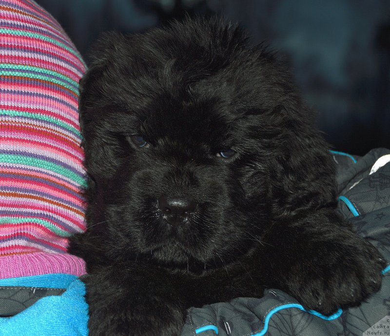 Фото: щенок от, ньюфаундленд I Follow The Sun de L'Etoile de Cyrice, +, ньюфаундленд Калина Красная из Антаграда