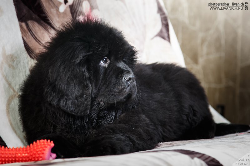 Фото: ньюфаундленд Фиаметтахауз Хассалех