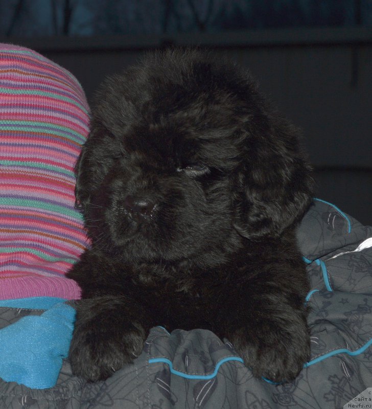 Фото: щенок от, ньюфаундленд I Follow The Sun de L'Etoile de Cyrice, +, ньюфаундленд Калина Красная из Антаграда