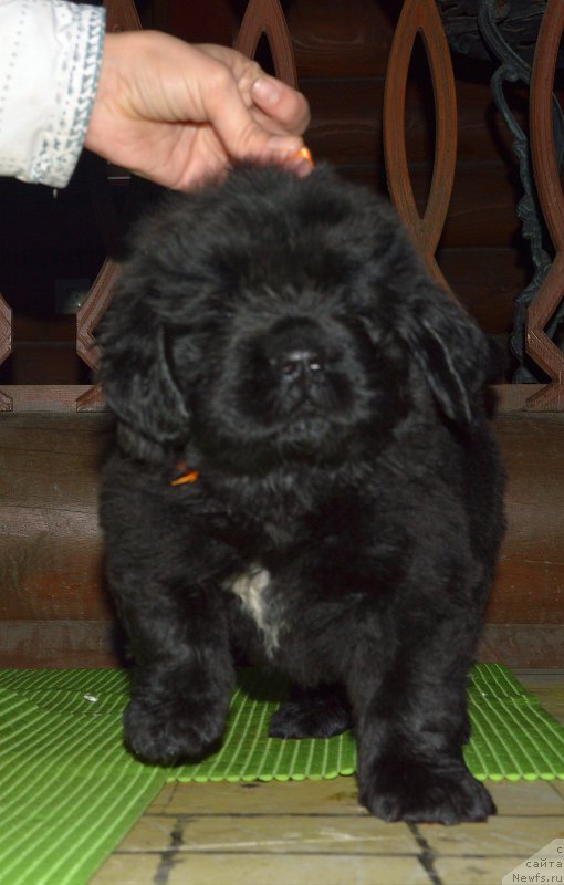 Фото: щенок от, ньюфаундленд I Follow The Sun de L'Etoile de Cyrice, +, ньюфаундленд Калина Красная из Антаграда