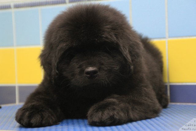 Фотография № 197011