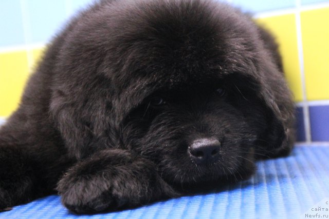 Фотография № 197012