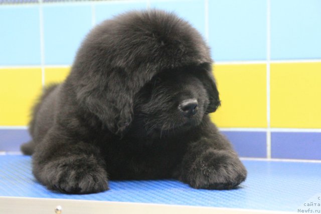 Фотография № 197013