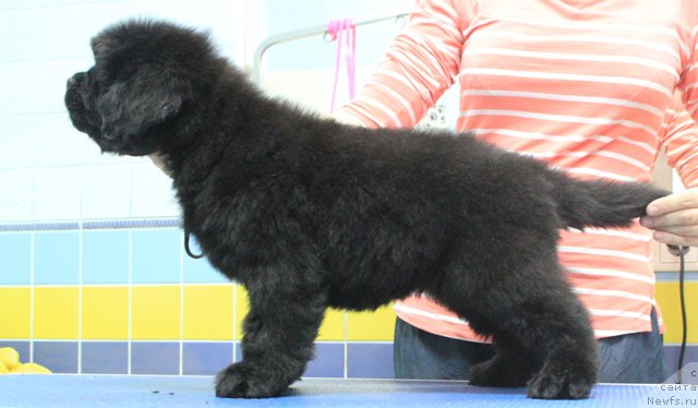 Фотография № 197016