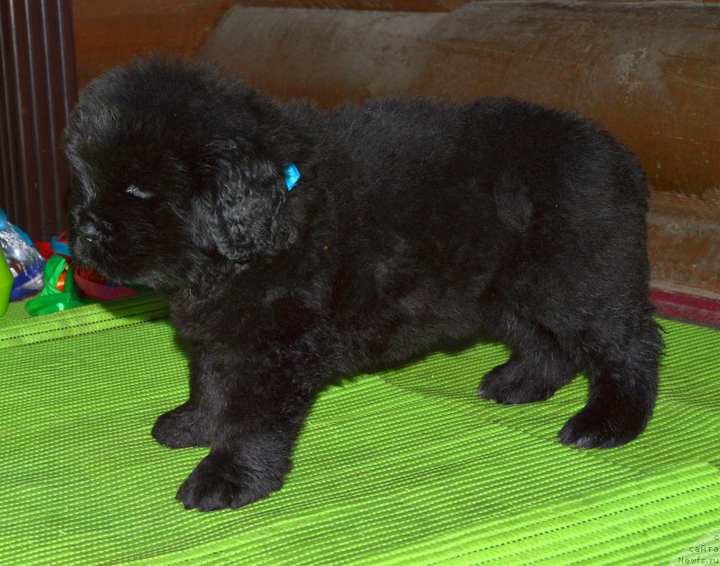 Фото: щенок от, ньюфаундленд I Follow The Sun de L'Etoile de Cyrice, +, ньюфаундленд Калина Красная из Антаграда