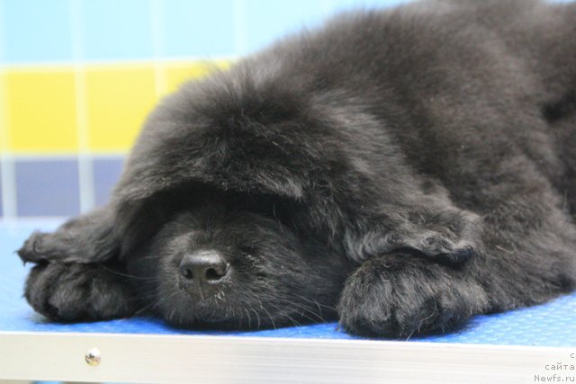 Фотография № 197020