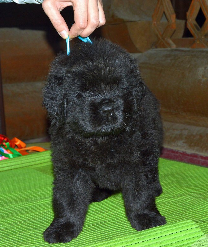 Фото: щенок от, ньюфаундленд I Follow The Sun de L'Etoile de Cyrice, +, ньюфаундленд Калина Красная из Антаграда