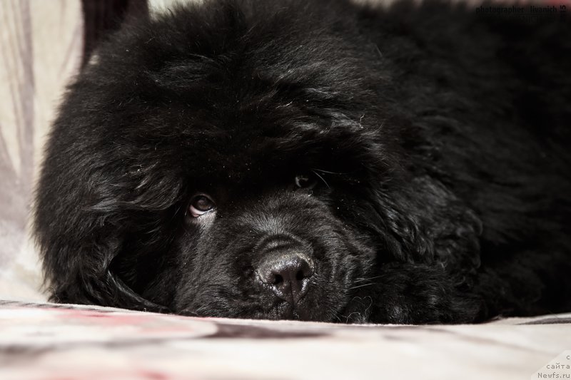 Фото: ньюфаундленд Фиаметтахауз Хассалех