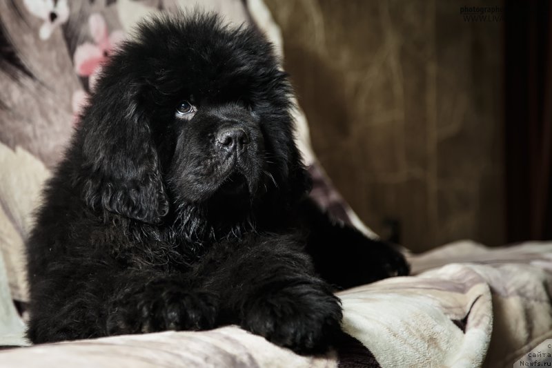 Фотография № 197040