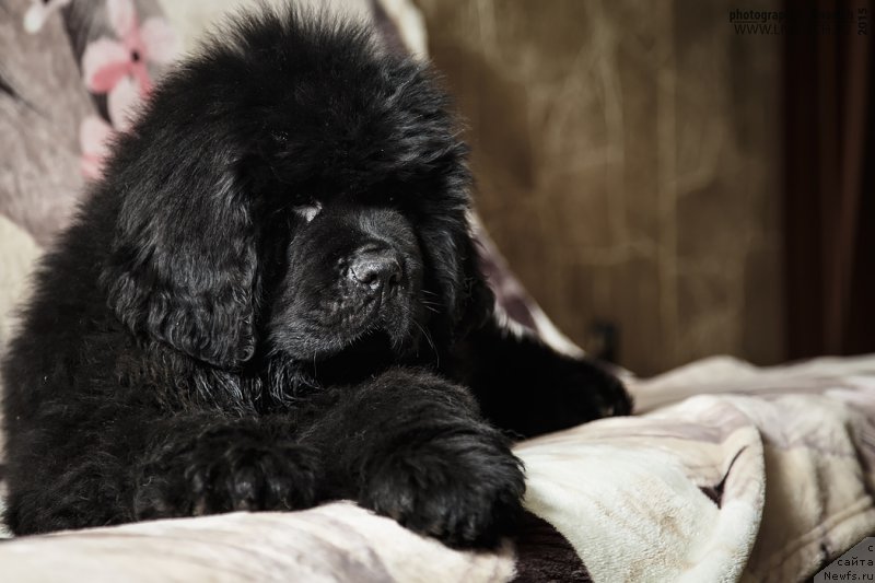 Фотография № 197041