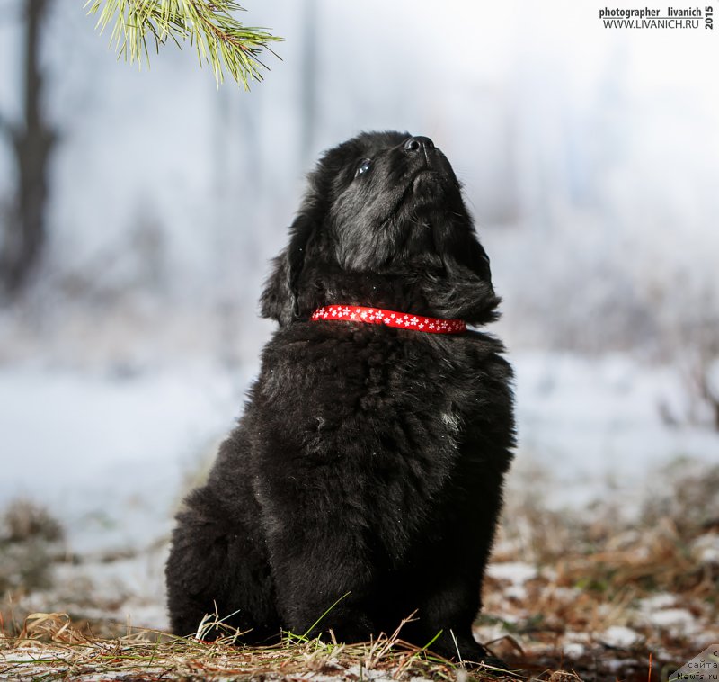 Фото: ньюфаундленд Сказочная Кроха Анжелика Маркиза Ангелов