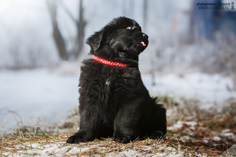 Фото: ньюфаундленд Сказочная Кроха Анжелика Маркиза Ангелов