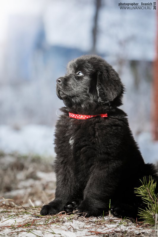 Фото: ньюфаундленд Сказочная Кроха Анжелика Маркиза Ангелов