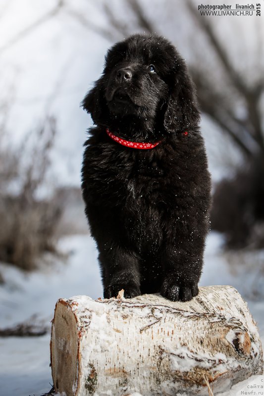 Фото: ньюфаундленд Сказочная Кроха Анжелика Маркиза Ангелов