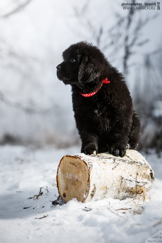 Фото: ньюфаундленд Сказочная Кроха Анжелика Маркиза Ангелов