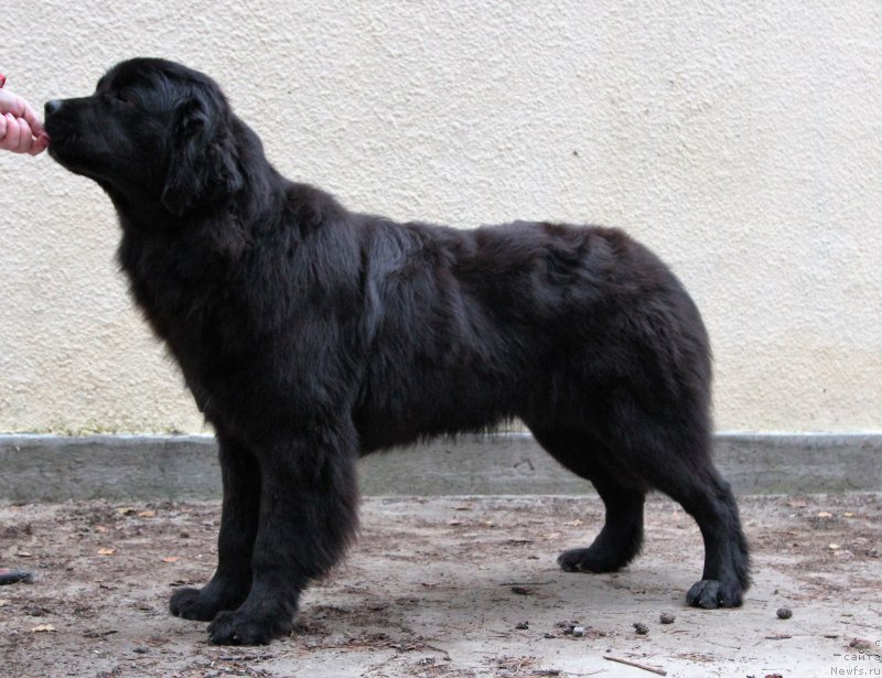 Фото: ньюфаундленд Виктория фром Рашн Беар