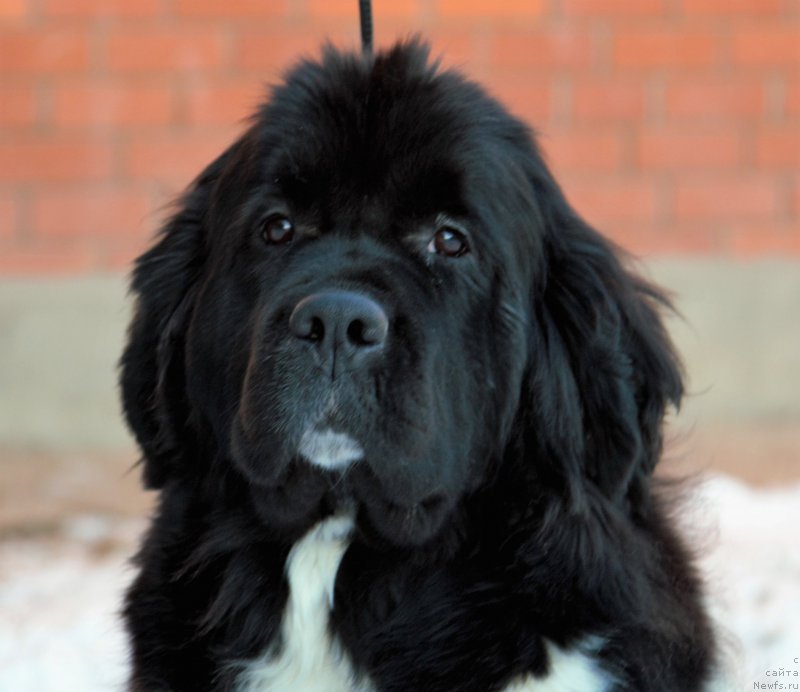 Фото: ньюфаундленд Сент Джонс Дебора - 2 (Sent Djons Debora - 2)