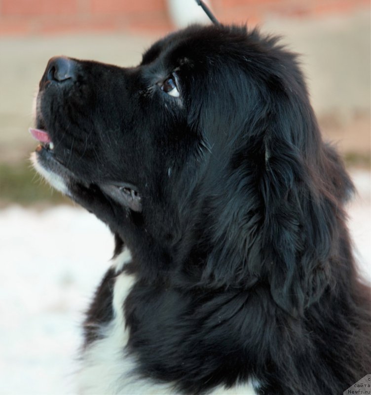 Фото: ньюфаундленд Сент Джонс Дебора - 2 (Sent Djons Debora - 2)